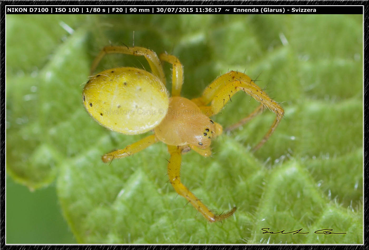 Riassettando la tela...Araniella sp. - Enneda (SVizzera)